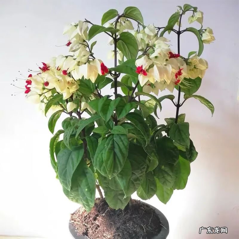 神勇双响炮2双龙吐珠 家里养龙吐珠风水好吗