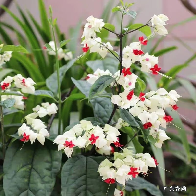 神勇双响炮2双龙吐珠 家里养龙吐珠风水好吗