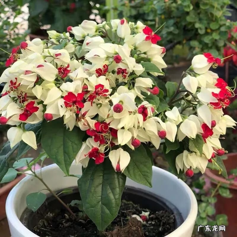 神勇双响炮2双龙吐珠 家里养龙吐珠风水好吗