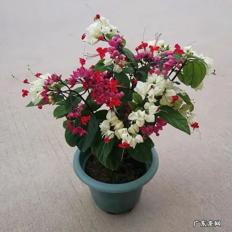 神勇双响炮2双龙吐珠 家里养龙吐珠风水好吗