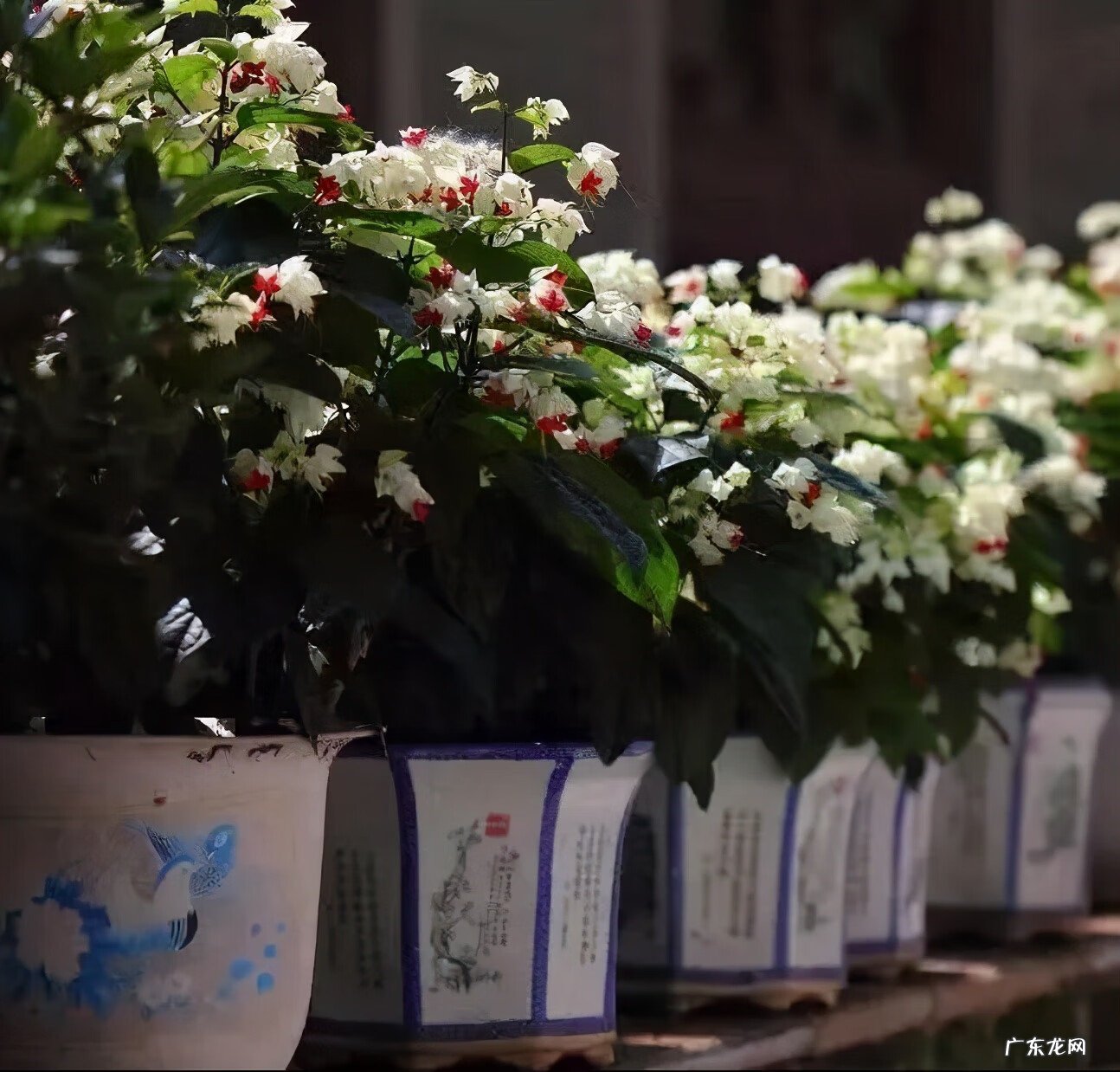 神勇双响炮2双龙吐珠 家里养龙吐珠风水好吗