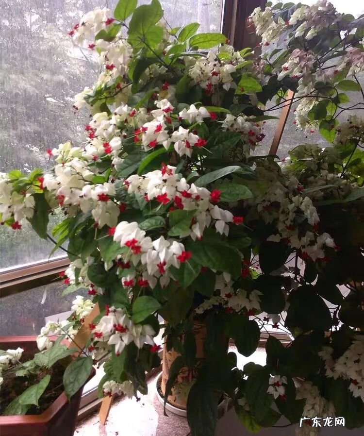 神勇双响炮2双龙吐珠 家里养龙吐珠风水好吗