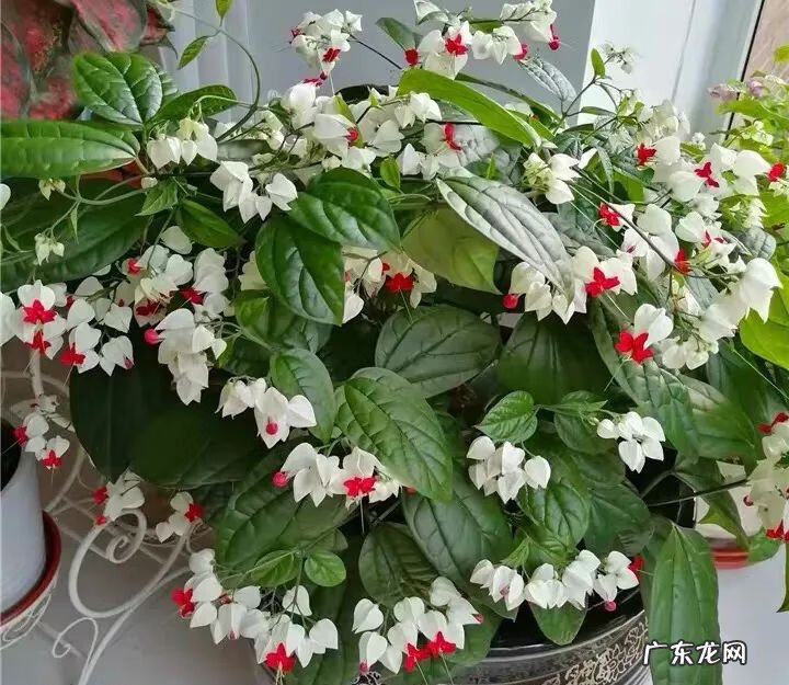 神勇双响炮2双龙吐珠 家里养龙吐珠风水好吗