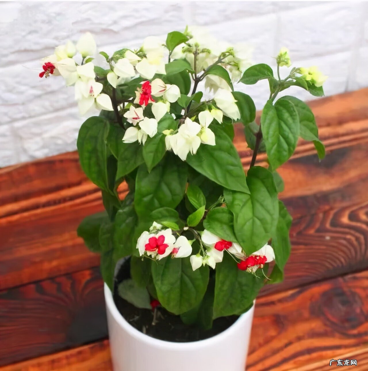 神勇双响炮2双龙吐珠 家里养龙吐珠风水好吗