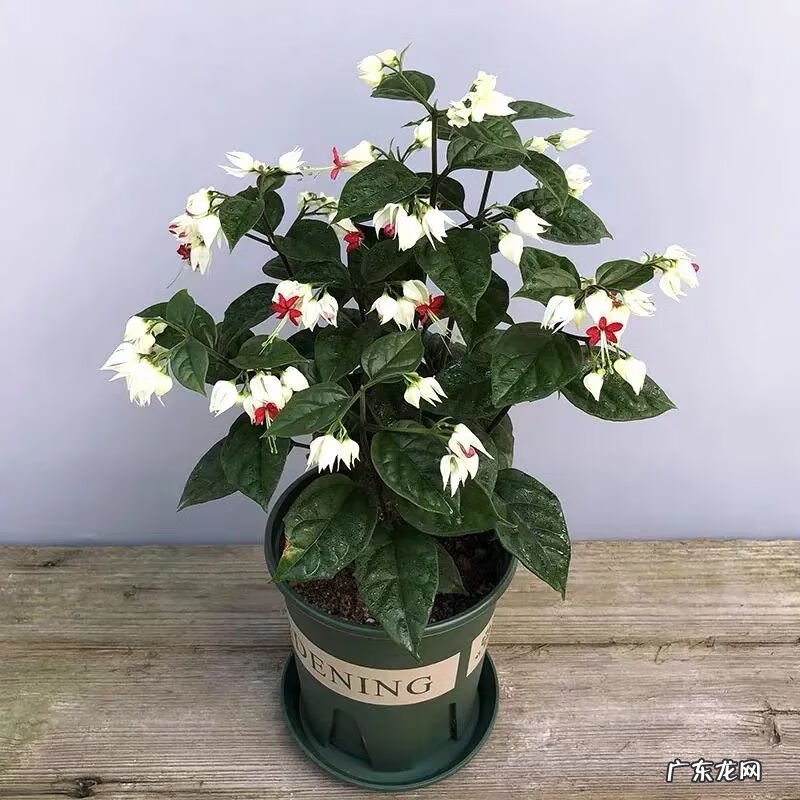 神勇双响炮2双龙吐珠 家里养龙吐珠风水好吗