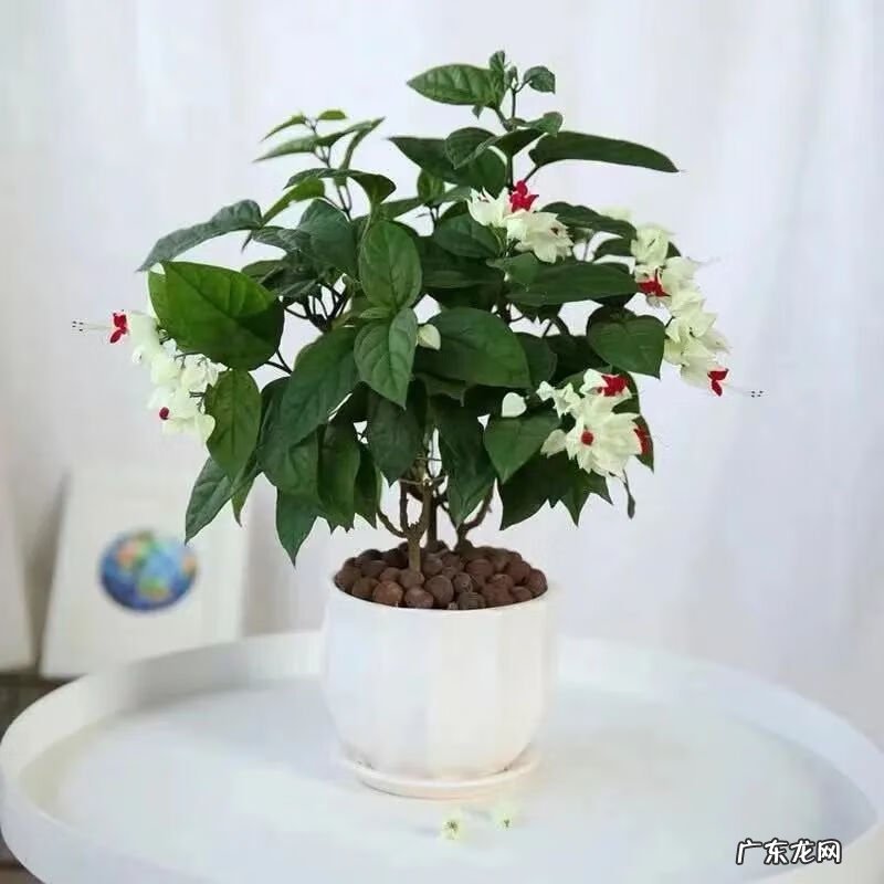 神勇双响炮2双龙吐珠 家里养龙吐珠风水好吗