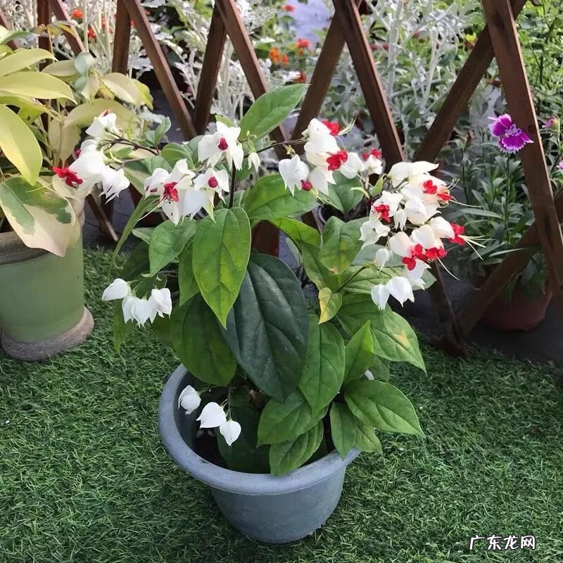 神勇双响炮2双龙吐珠 家里养龙吐珠风水好吗