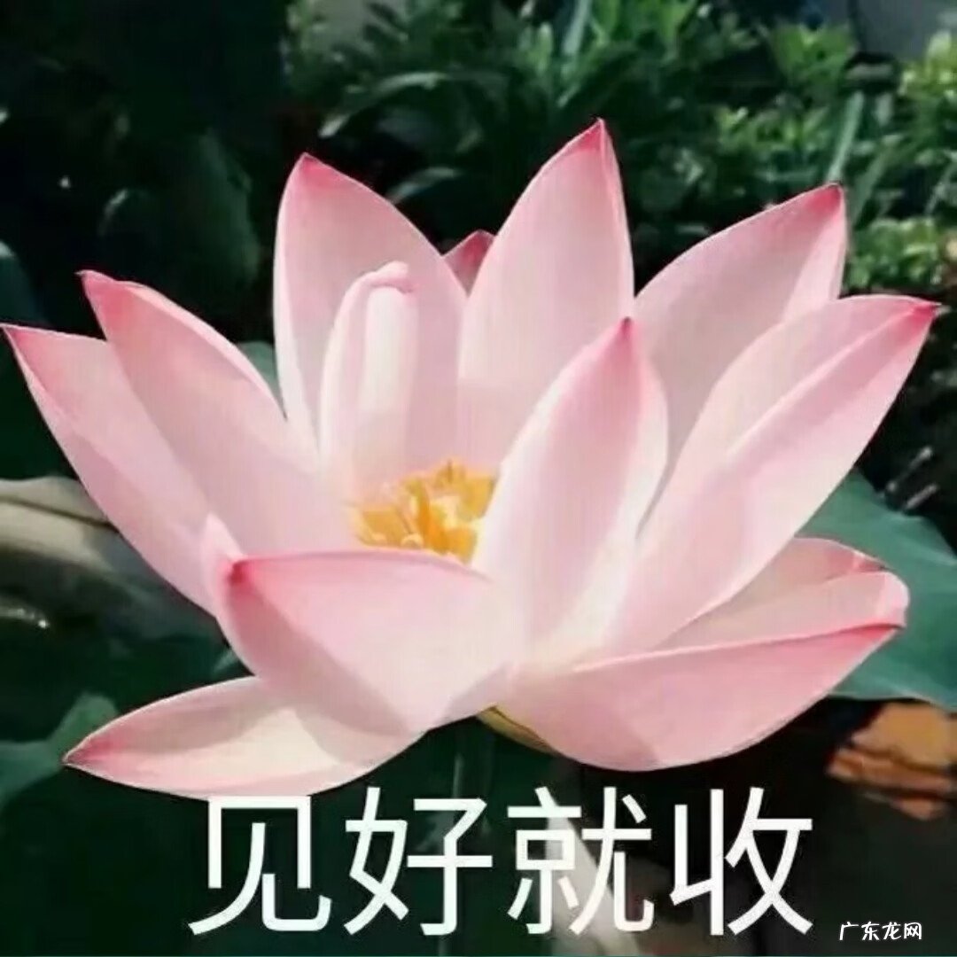 盛开的荷花像什么比喻句 荷花盛开的图片做头像