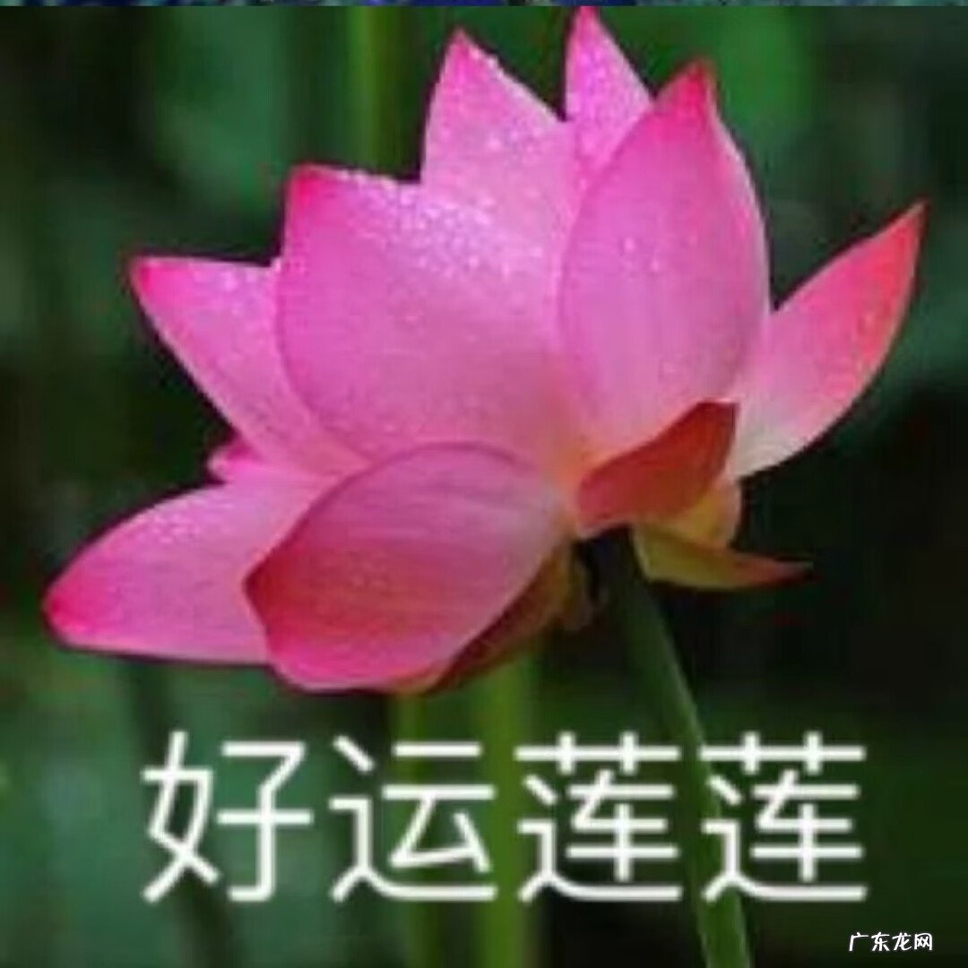 盛开的荷花像什么比喻句 荷花盛开的图片做头像