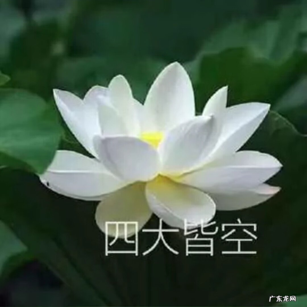 盛开的荷花像什么比喻句 荷花盛开的图片做头像