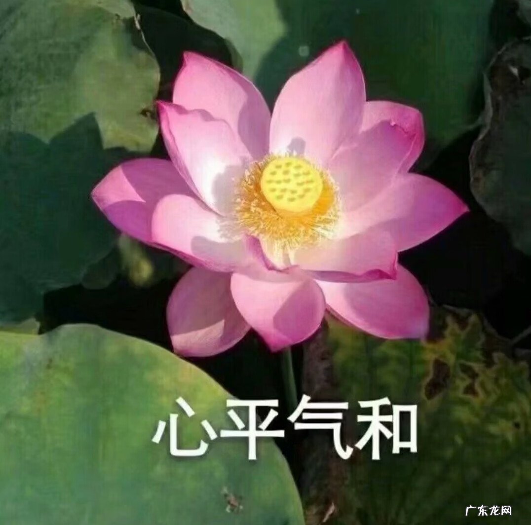 盛开的荷花像什么比喻句 荷花盛开的图片做头像