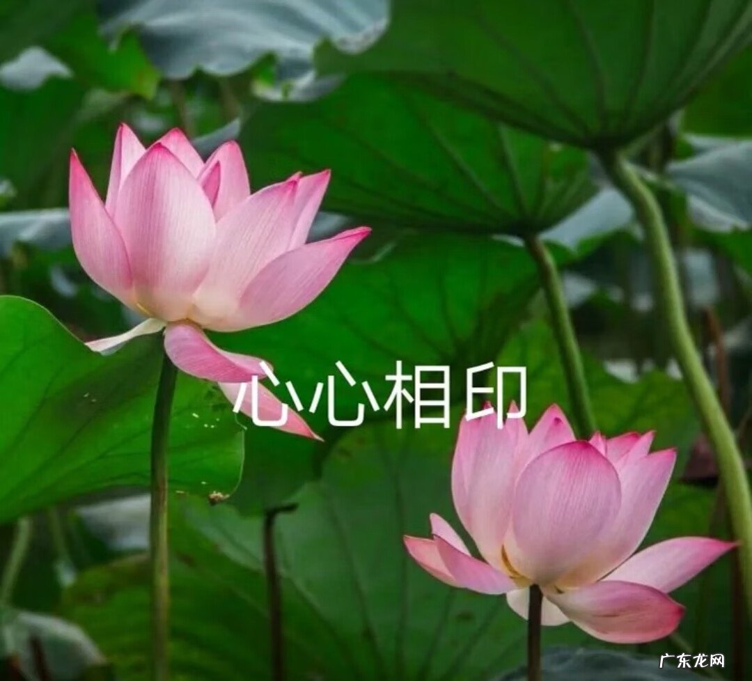 盛开的荷花像什么比喻句 荷花盛开的图片做头像