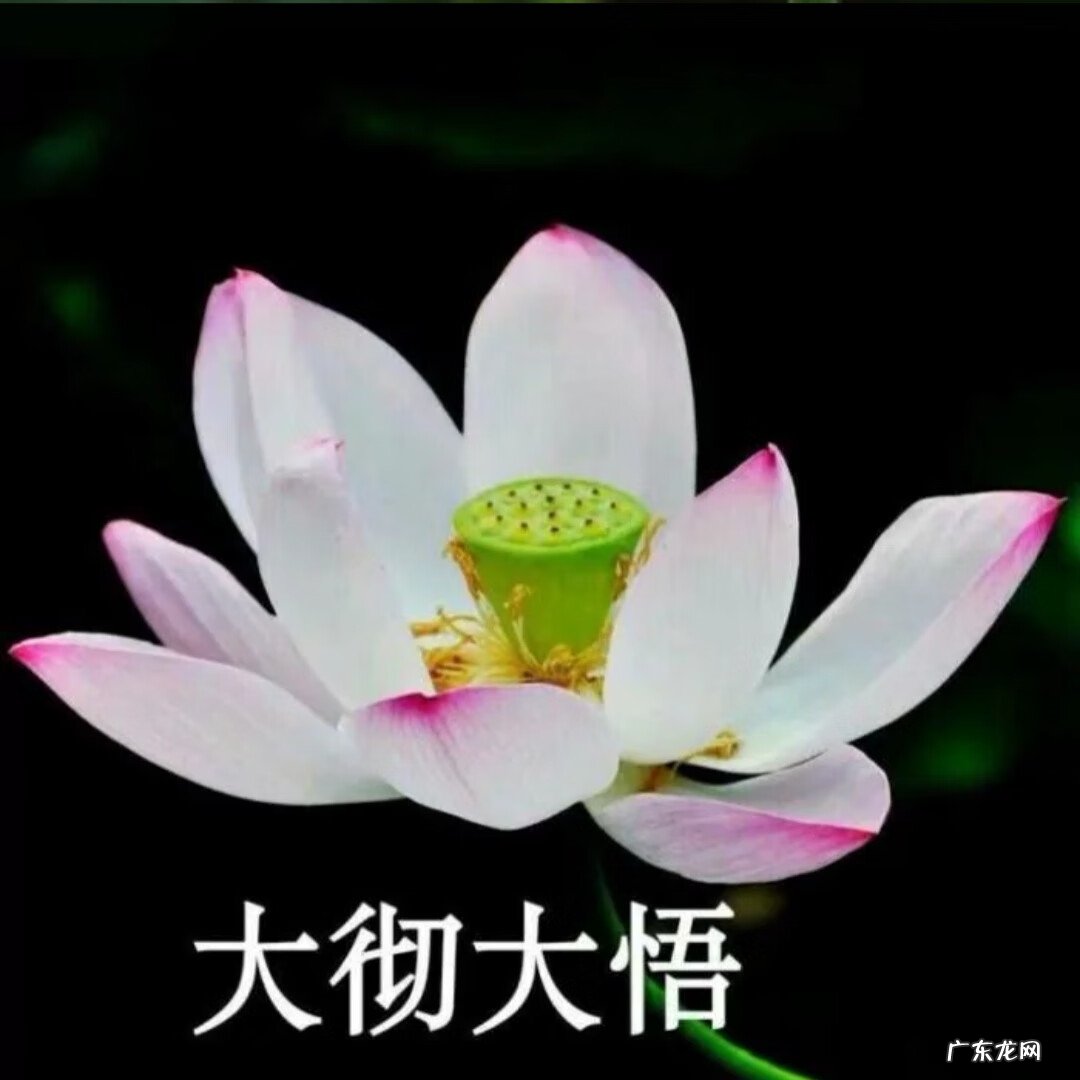 盛开的荷花像什么比喻句 荷花盛开的图片做头像