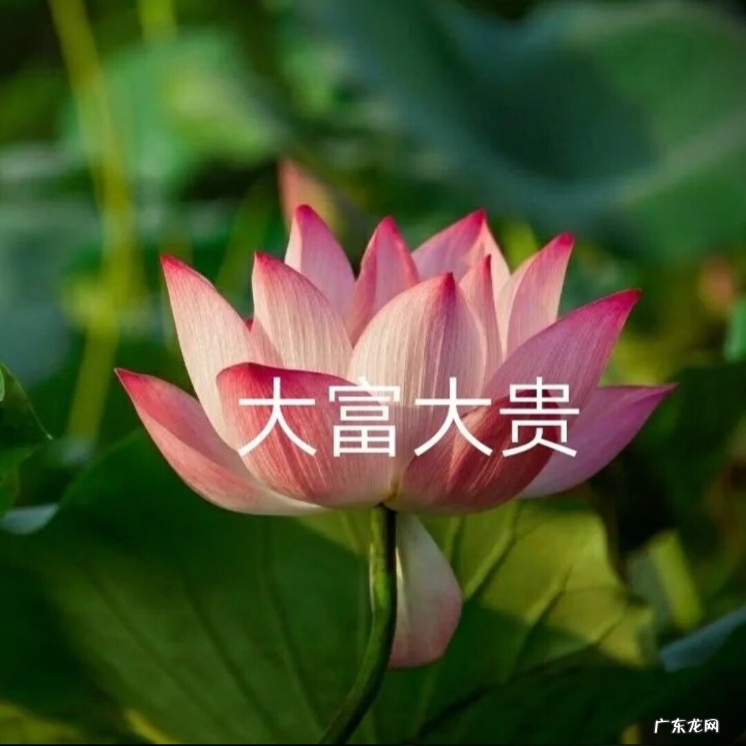 盛开的荷花像什么比喻句 荷花盛开的图片做头像