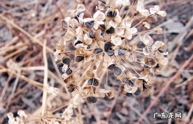 韭菜怎么吃最壮阳及服用方法 韭菜子怎么吃治早泄