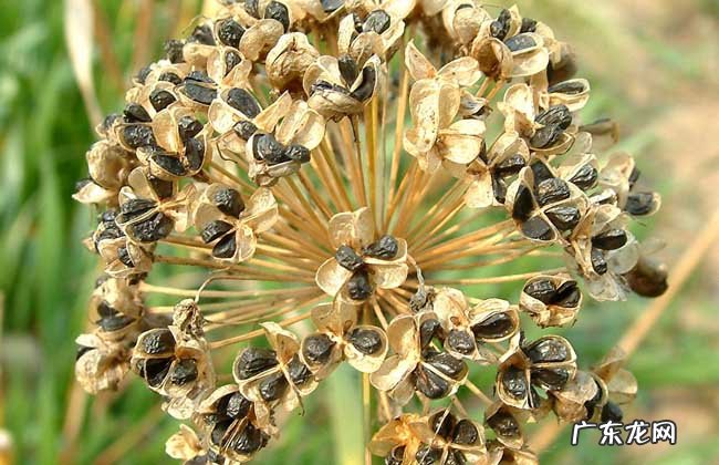 韭菜怎么吃最壮阳及服用方法 韭菜子怎么吃治早泄