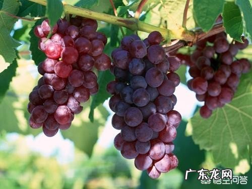 怀孕几个月时吃葡萄最好?还有哪些水果多吃好?