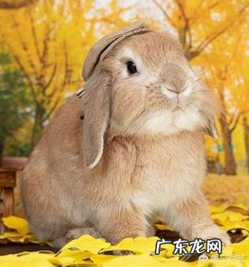 兔子怎么养？