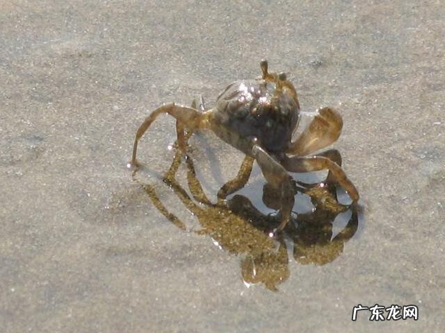 大闸蟹能放鱼缸里和鱼一起养吗 鱼缸里能不能放螃蟹