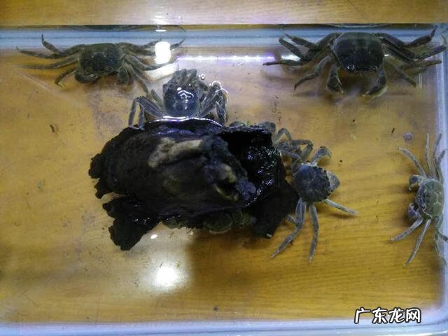 大闸蟹能放鱼缸里和鱼一起养吗 鱼缸里能不能放螃蟹