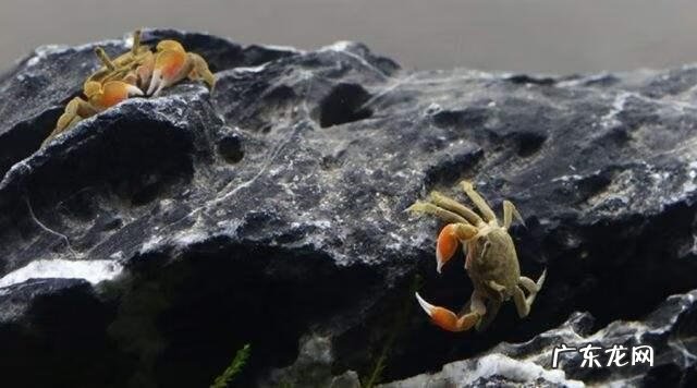 大闸蟹能放鱼缸里和鱼一起养吗 鱼缸里能不能放螃蟹