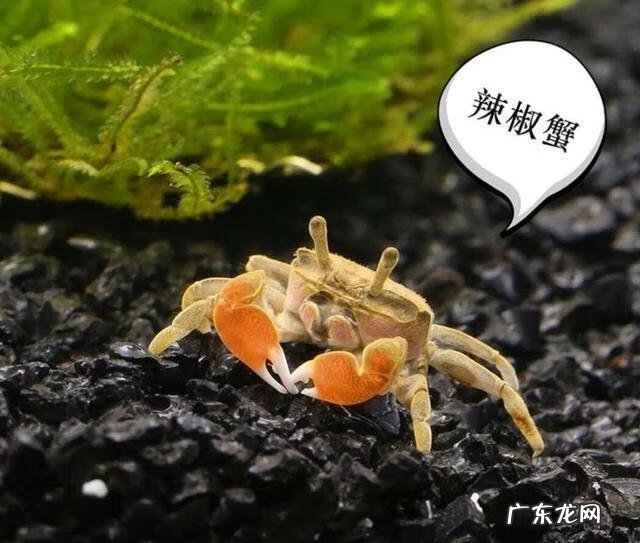 大闸蟹能放鱼缸里和鱼一起养吗 鱼缸里能不能放螃蟹