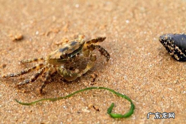 大闸蟹能放鱼缸里和鱼一起养吗 鱼缸里能不能放螃蟹