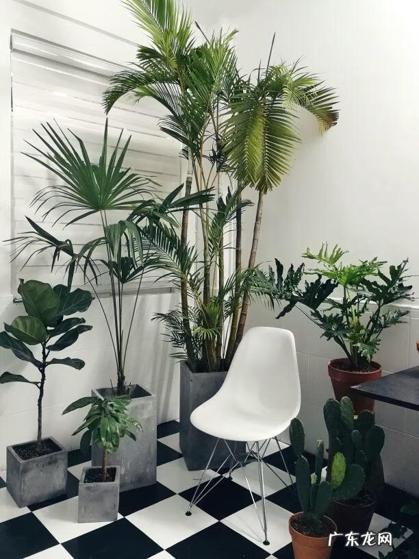 散尾葵一盆种几棵 散尾葵一盆栽几颗合适