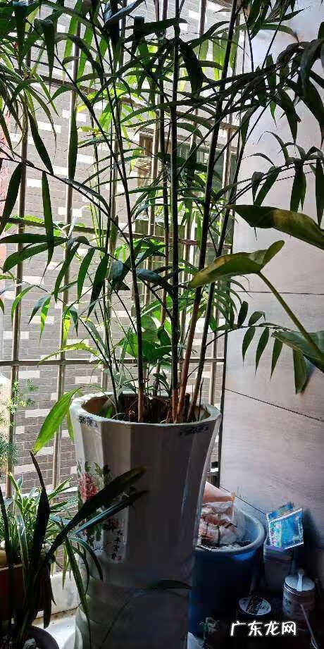 散尾葵一盆种几棵 散尾葵一盆栽几颗合适