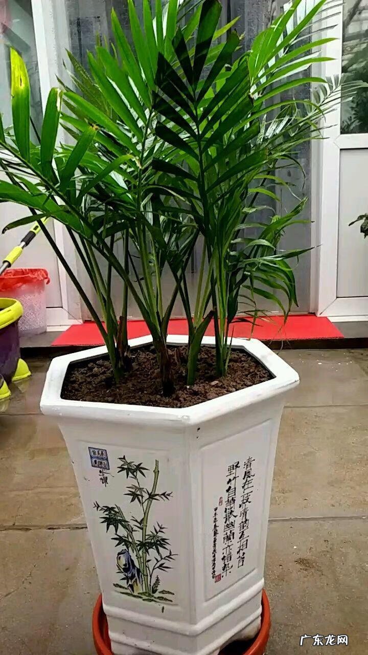 散尾葵一盆种几棵 散尾葵一盆栽几颗合适