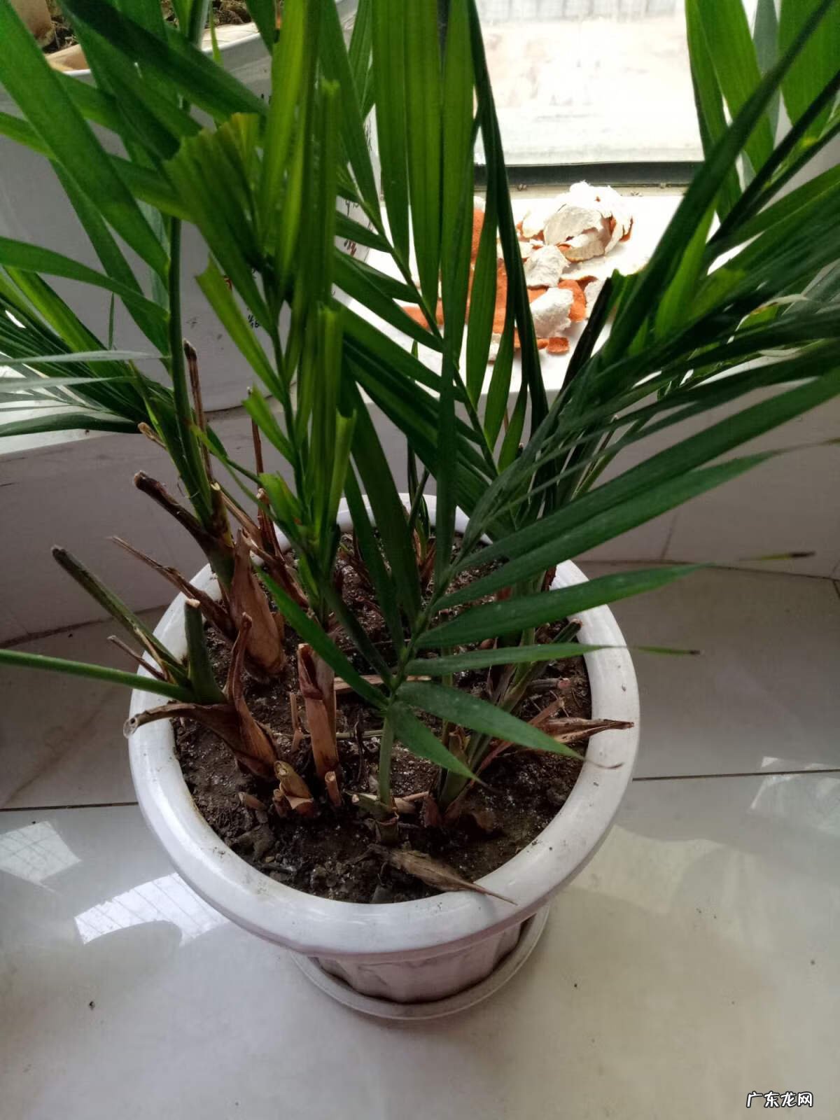 散尾葵一盆种几棵 散尾葵一盆栽几颗合适