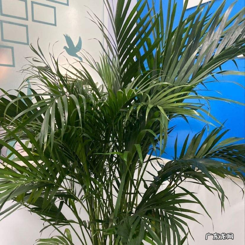 散尾葵一盆种几棵 散尾葵一盆栽几颗合适