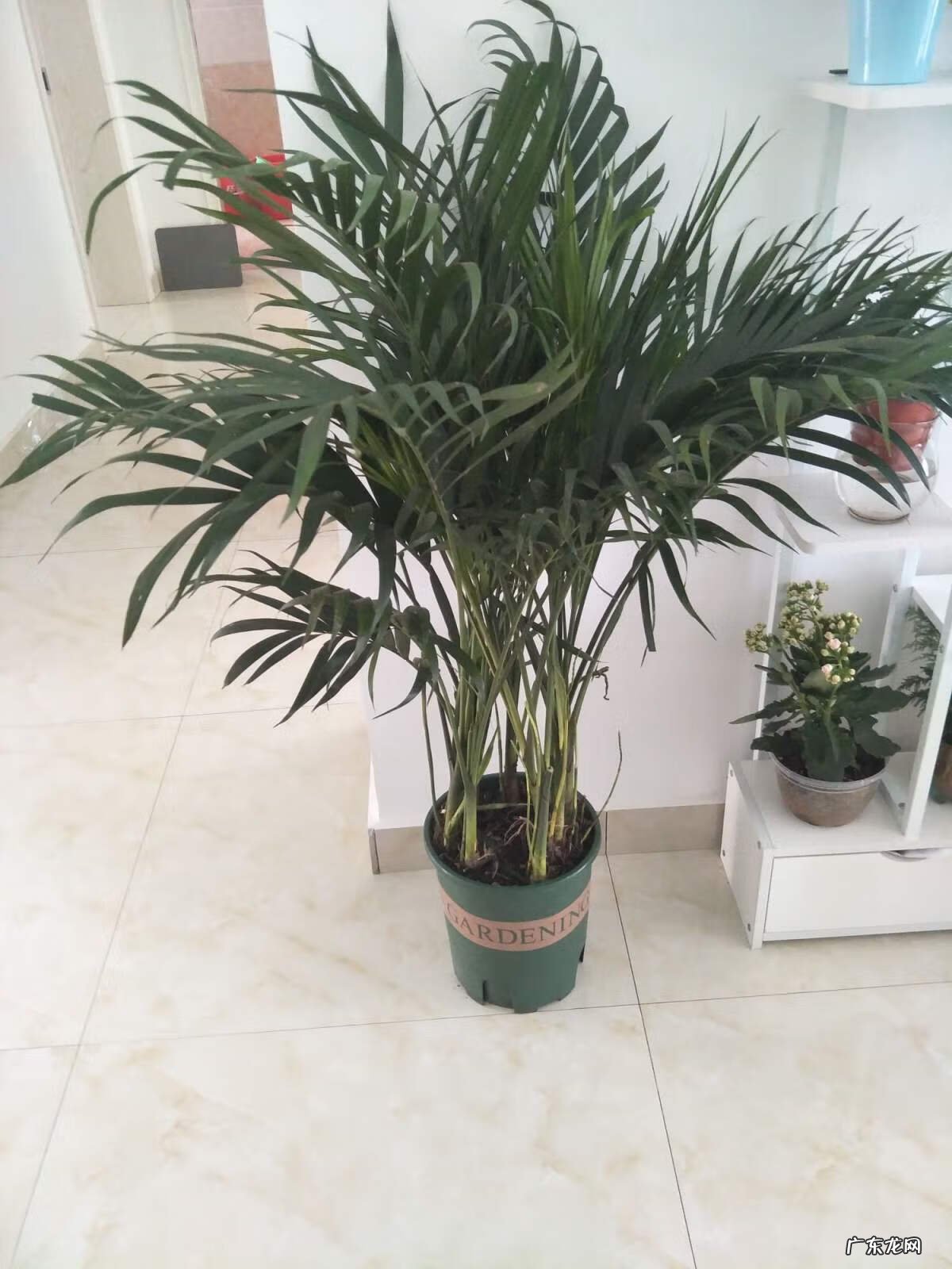 散尾葵一盆种几棵 散尾葵一盆栽几颗合适