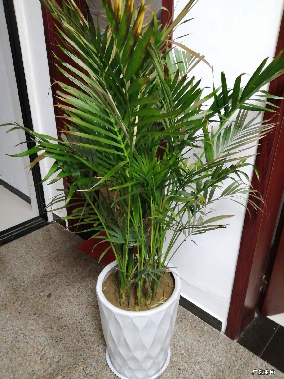 散尾葵一盆种几棵 散尾葵一盆栽几颗合适