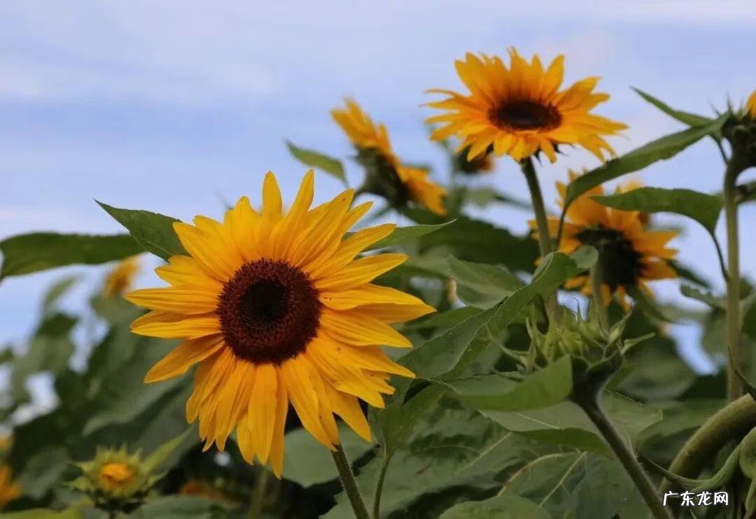 行善是最好的风水 一家人善行是最好的风水吗