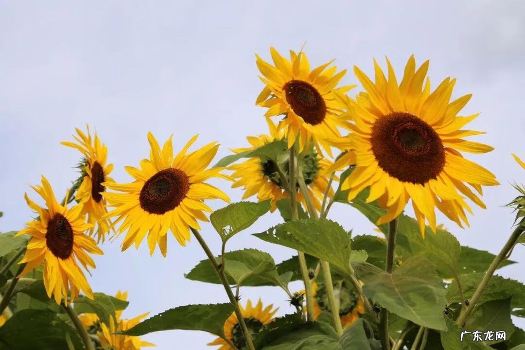 行善是最好的风水 一家人善行是最好的风水吗