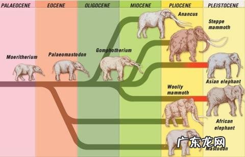 猛犸象和剑齿虎为什么会灭绝,恐龙、剑齿虎、猛犸象,灭绝物种真有可能复活吗