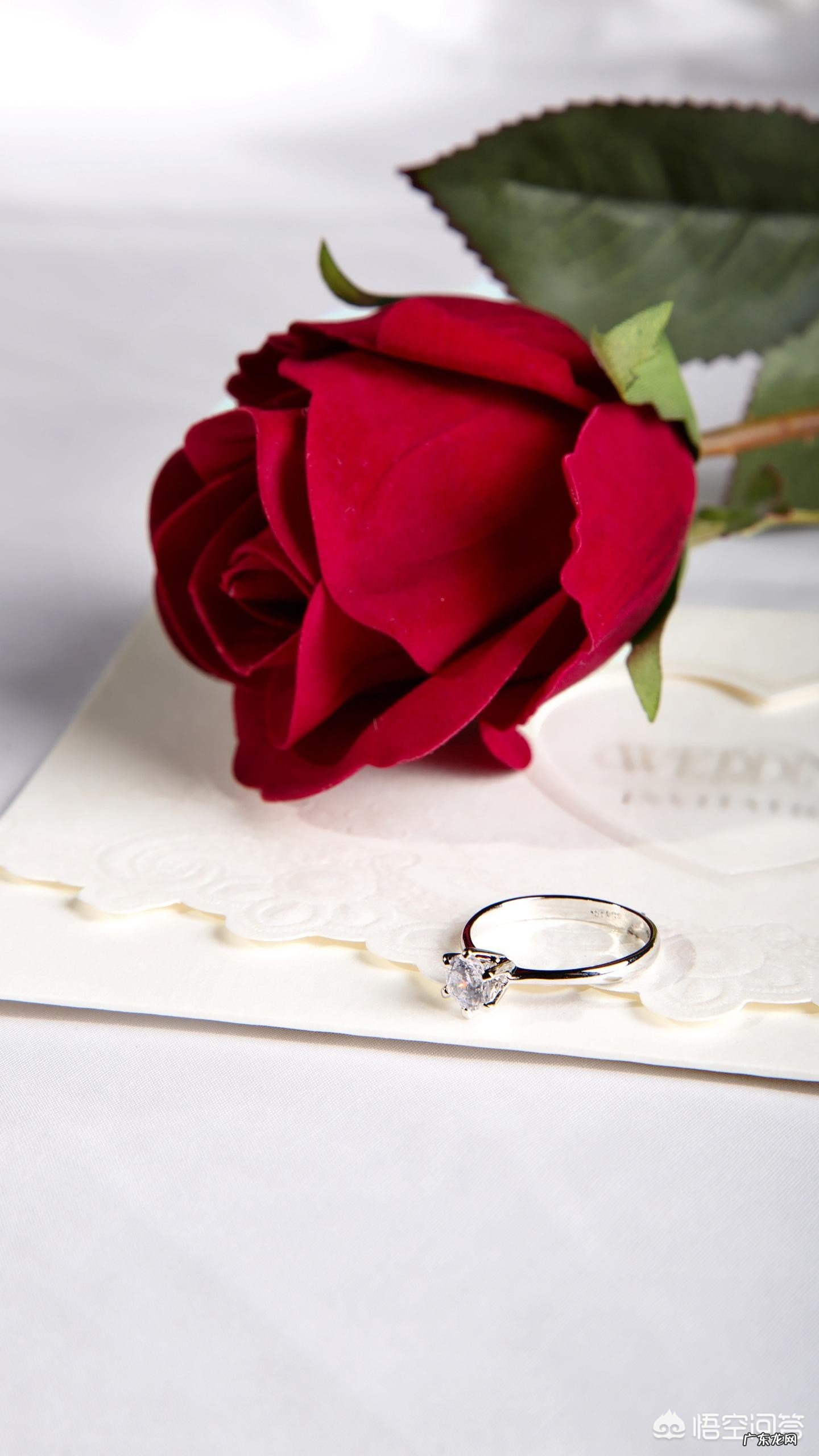 如果单身男生是单身狗,那单身女生应该是什么?