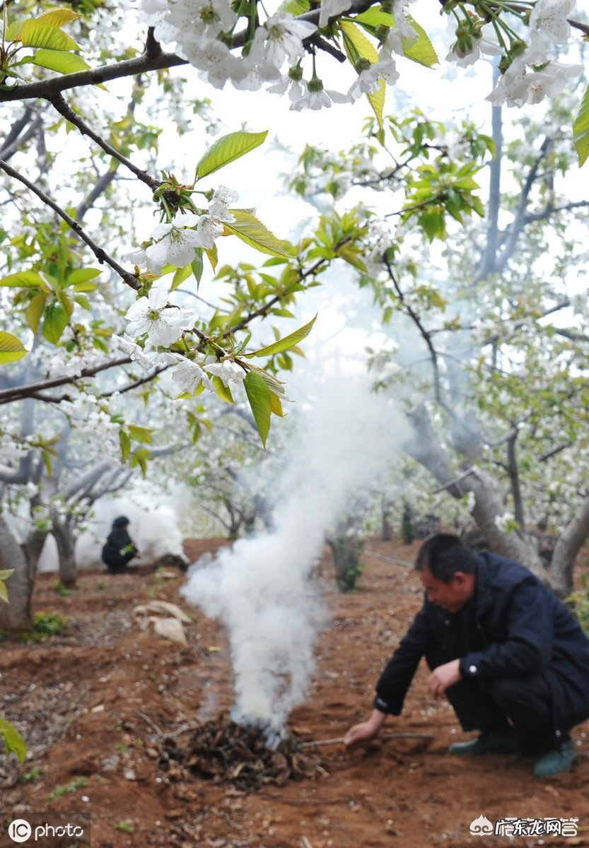 2019年清明前还会冷吗，会有“倒春寒”吗？