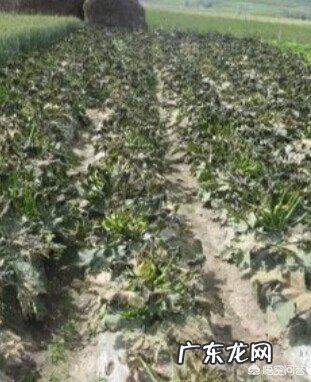 2019年清明前还会冷吗,会有“倒春寒”吗?