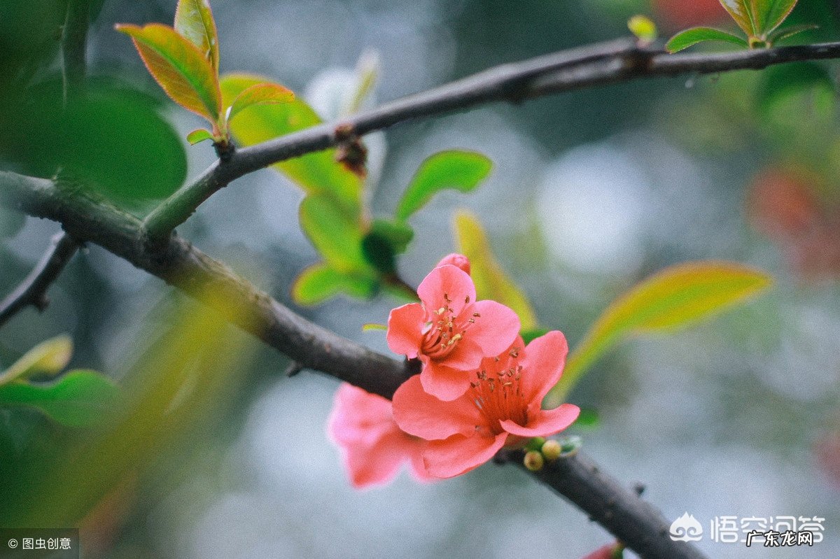 2019年清明前还会冷吗，会有“倒春寒”吗？