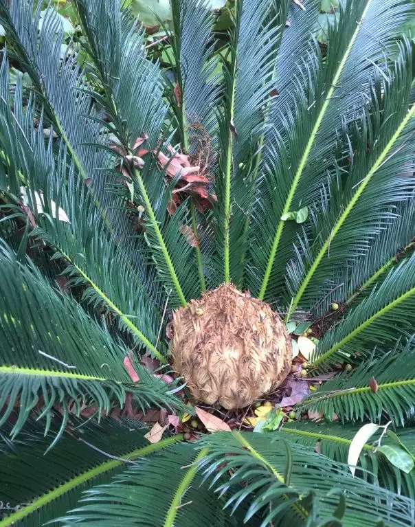 窗外什么风水最好 窗外种什么风水植物好