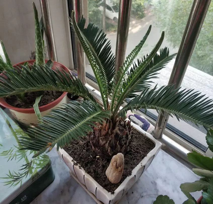 窗外什么风水最好 窗外种什么风水植物好