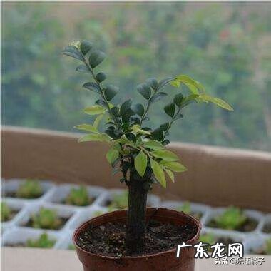 风水异志 异叶紫弹树风水