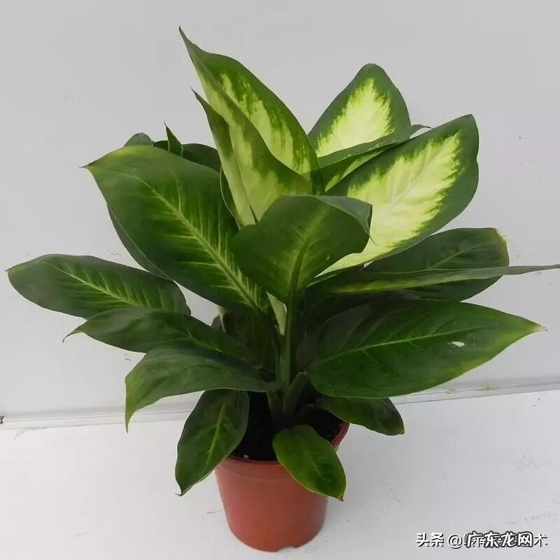 选择花盆时有什么风水讲究