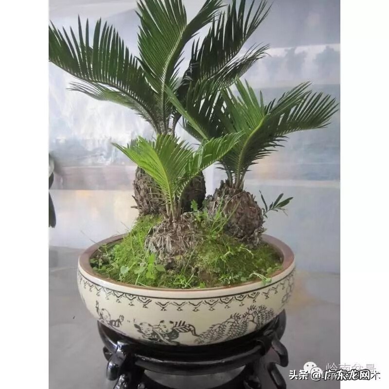 选择花盆时有什么风水讲究