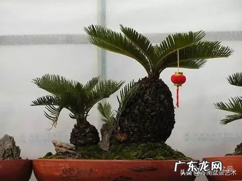 选择花盆时有什么风水讲究