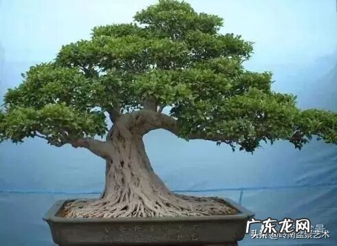 选择花盆时有什么风水讲究