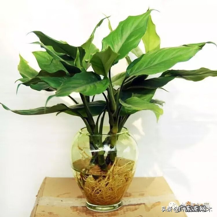 选择花盆时有什么风水讲究