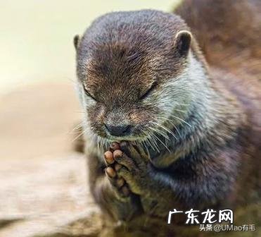 海獭可以当宠物吗知乎 养宠物水獭要注意什么